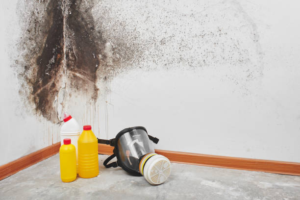 Best Toxic Mold Removal  in Nampa, ID