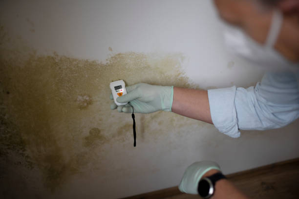 Mold Removal and Inspection in Nampa, ID