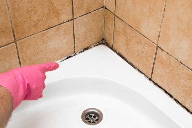 Best Local Mold Removal Service  in Nampa, ID